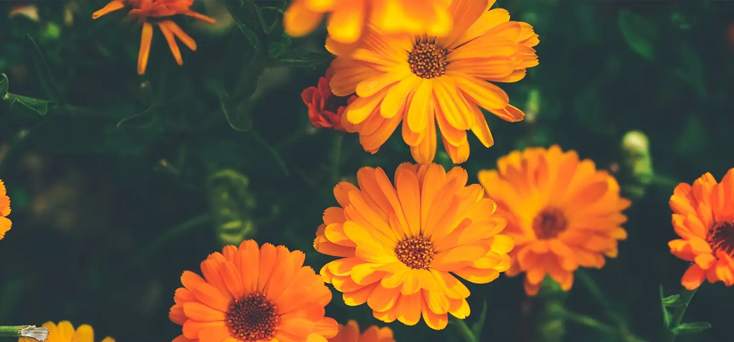Flor de la calendula, de la cual proviene el Phytocután
